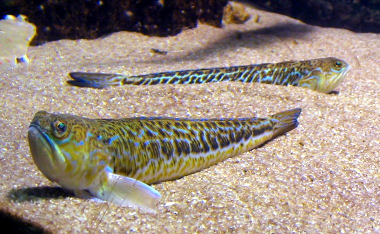 Trachinus draco 2