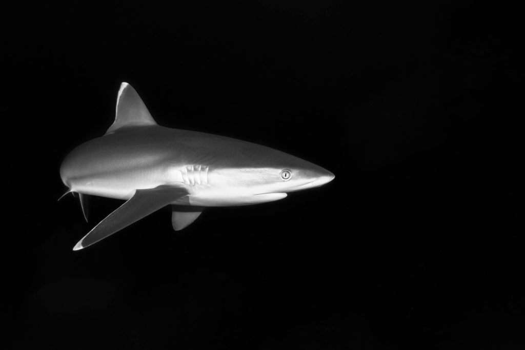 pexels cliffdives 8065516